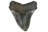 Fossil Megalodon Tooth - Thick & Solid #116626-2